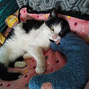 Dartagnan a rejoint le concours — aidez-le/la à gagner de superbes lots ! animal, black_and_white, blanket, cat, colorful, companion, cozy, cute, feline, home, indoor, pet, plush_toy, polka_dot, relaxed, resting, sleepy, snuggling, soft_texture, stuffed_animal