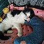 animal, black_and_white, blanket, cat, colorful, companion, cozy, cute, feline, home, indoor, pet, plush_toy, polka_dot, relaxed, resting, sleepy, snuggling, soft_texture, stuffed_animal