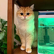 Leo joined the competition — help win amazing prizes! animal, aquarium, cat, curious, cute, eyes, feline, fish_tank, fur, green_light, home, indoor, orange_cat, paws, pet, plant, sitting, whiskers, white_cat, wooden_shelf
