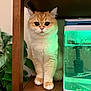 animal, aquarium, cat, curious, cute, eyes, feline, fish_tank, fur, green_light, home, indoor, orange_cat, paws, pet, plant, sitting, whiskers, white_cat, wooden_shelf