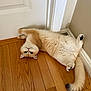 Leo is registered to the contest to win money with this photo: animal, cat, corner, cream, curious, cute, door, feline, flooring, fluffy, house, indoor, light_brown, lying_down, paws, pet, relaxed, tail, whiskers, wooden_floor