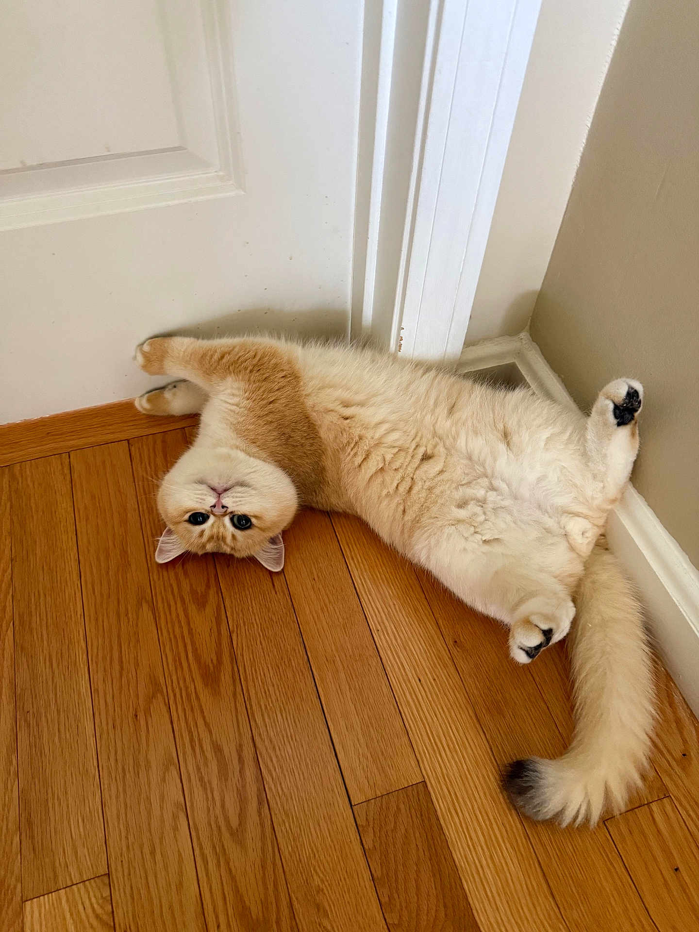 Leo