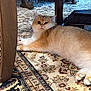 Leo joined the competition — help win amazing prizes! animal, carpet, cat, cozy, curious, decor, eyes, face, floor, fluffy, fur, furniture, home, indoor, laying_down, pattern, paws, pet, relaxing, wooden_table