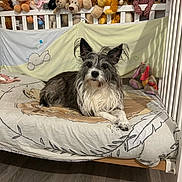 Havana participe au concours pour gagner de l'argent avec cette photo : dog, stuffed_animals, crib, mattress, bedroom, plush_toys, flooring, furniture, indoor, pet, animal, cute, resting, cozy, decor, sleep_time, toy_collection, brown, white, black