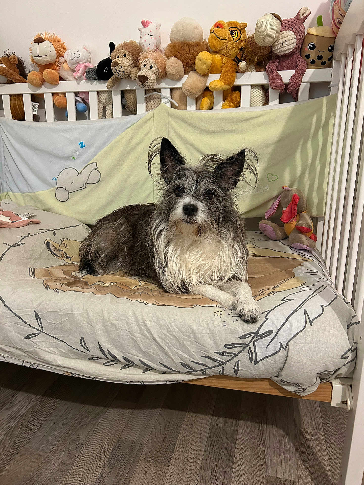 Havana participe au concours pour gagner de l'argent avec cette photo : dog, stuffed_animals, crib, mattress, bedroom, plush_toys, flooring, furniture, indoor, pet, animal, cute, resting, cozy, decor, sleep_time, toy_collection, brown, white, black
