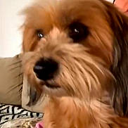 Bianca a rejoint le concours — aidez-le/la à gagner de superbes lots ! dog, pet, indoor, closeup, fluffy, brown_fur, couch, blanket, person_partial, cozy, animal, companion, home, furniture, portrait, face_partial, cute, domestic, relaxed, living_room