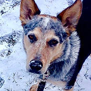 Bender joined the competition — help win amazing prizes! dog, canine, snow, winter, outdoor, fur, ears, animal, pet, leash, closeup, nose, grass, nature, portrait, looking_up, cold, daylight, muzzle, walking