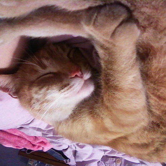 Simba