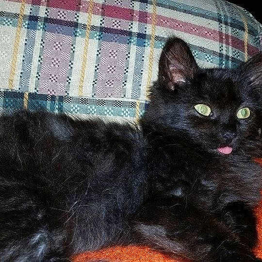 Binx is registered to the contest to win money with this photo: