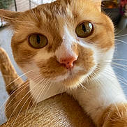 Thia joined the competition — help win amazing prizes! animal, attention, cat, close_up, closeup, curious, cute, domestic_cat, eyes, face, feline, furry, indoor, orange_cat, pet, playful, tabby, whiskers, white_cat, wooden_surface