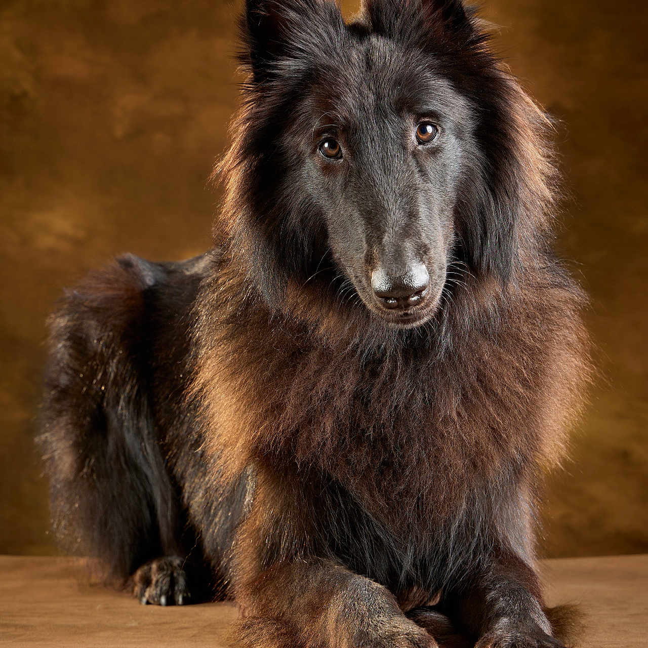 Ayka participe au concours pour gagner de l'argent avec cette photo : dog, long_hair, fluffy, black_and_brown, portrait, studio, sitting, lying_down, front_view, pointed_ears, brown_background, dramatic_lighting, fur, paws, pet, canine, large_dog, calm, elegant, photography