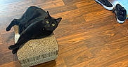 Opie Snyder is registered to the contest to win money with this photo: cat, black_cat, pet, animal, feline, green_eyes, sitting, lounging, scratcher, cardboard, wooden_floor, indoor, home, chair, sneakers, cat_toy, long_tail, whiskers, relaxed, photography