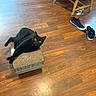 cat, black_cat, pet, animal, feline, green_eyes, sitting, lounging, scratcher, cardboard, wooden_floor, indoor, home, chair, sneakers, cat_toy, long_tail, whiskers, relaxed, photography