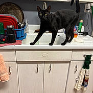 Opie Snyder is registered to the contest to win money with this photo: cat, black_cat, animal, pet, feline, standing, walking, tail_up, green_eyes, whiskers, pointed_ears, kitchen, countertop, sink, cabinets, dish_rack, cleaning_supplies, utensils, towels, indoor