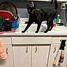 cat, black_cat, animal, pet, feline, standing, walking, tail_up, green_eyes, whiskers, pointed_ears, kitchen, countertop, sink, cabinets, dish_rack, cleaning_supplies, utensils, towels, indoor