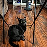 Opie Snyder is registered to the contest to win money with this photo: black_cat, cat, green_eyes, pet, feline, sitting, indoors, living_room, wood_floor, folding_table, furniture, tumbler, cozy, portrait, shiny_fur, tail, ears, whiskers, floor, home