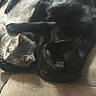 Opie Snyder joined the competition — help win amazing prizes! cat, cats, kitten, sleeping, curled_up, cuddling, black_cat, gray_cat, white_fur, tabby, fur, whiskers, ears, paws, indoor, cozy, blanket, couch, pet, nap