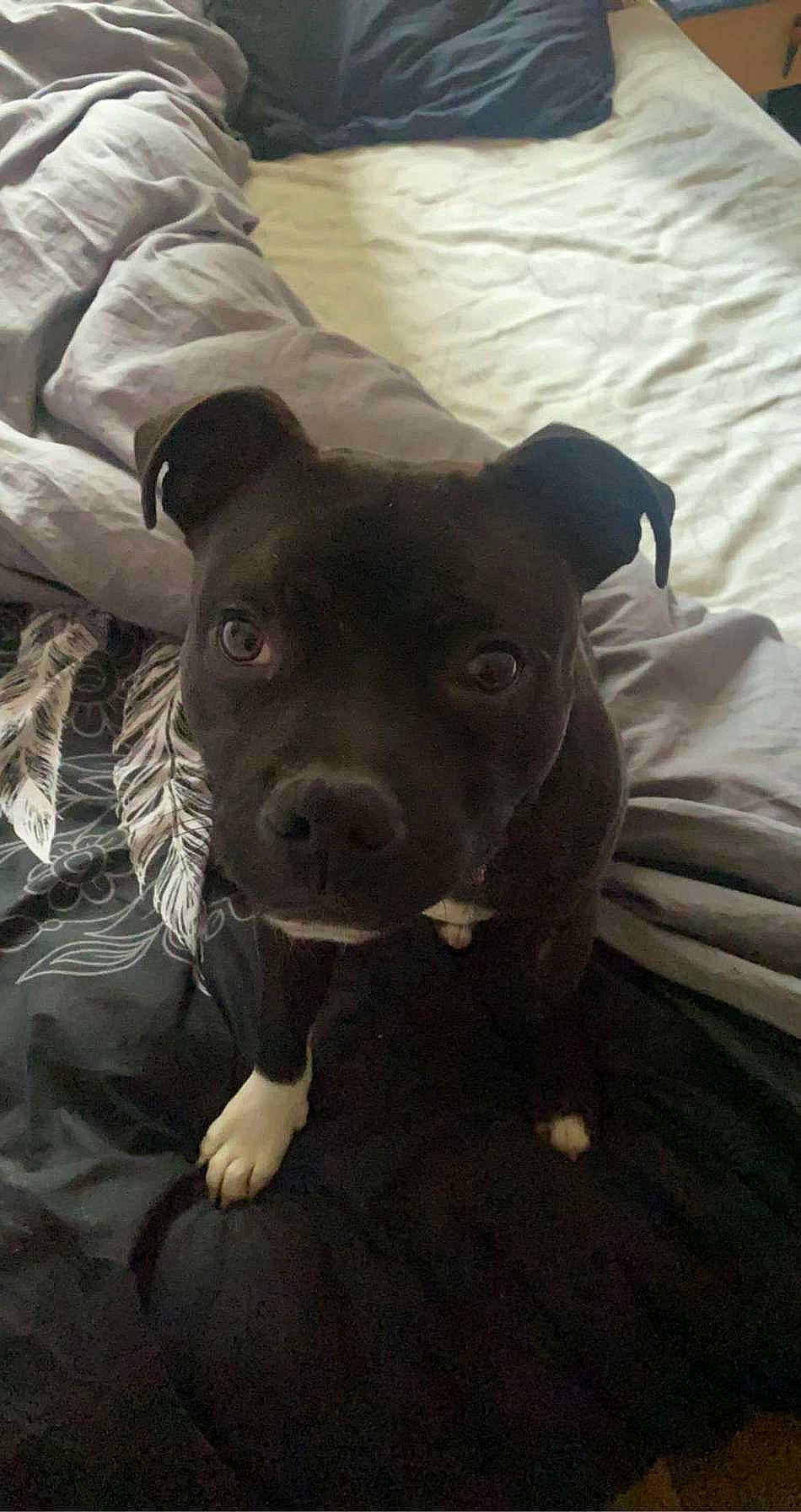 Sky a rejoint le concours — aidez-le/la à gagner de superbes lots ! borador, canidae, carnivore, comfort, companion_dog, dog, dog_breed, fawn, guard_dog, non_sporting_group, sporting_group, terrestrial_animal, whiskers, wood, working_animal