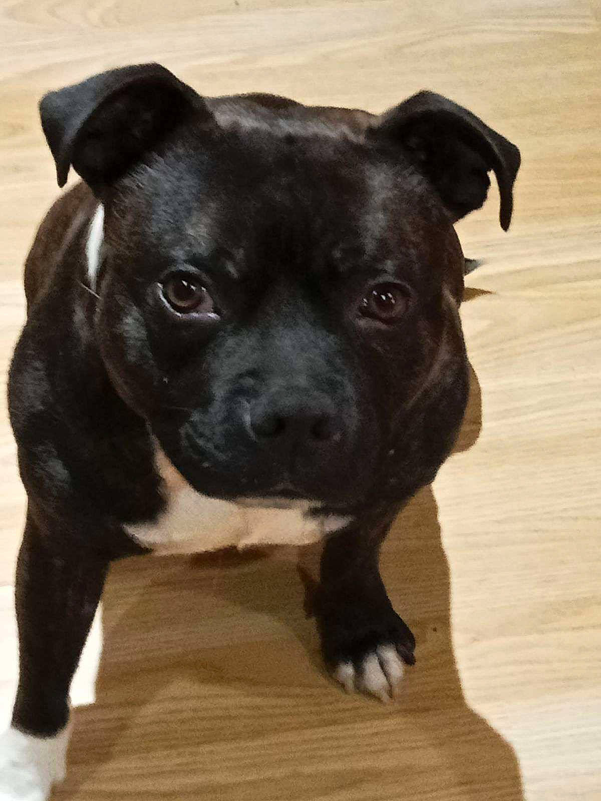 Sky a rejoint le concours — aidez-le/la à gagner de superbes lots ! borador, canidae, carnivore, companion_dog, dog, dog_breed, fawn, hardwood, non_sporting_group, plant, sporting_group, terrestrial_animal, whiskers, wood, wood_flooring, wood_stain, working_animal