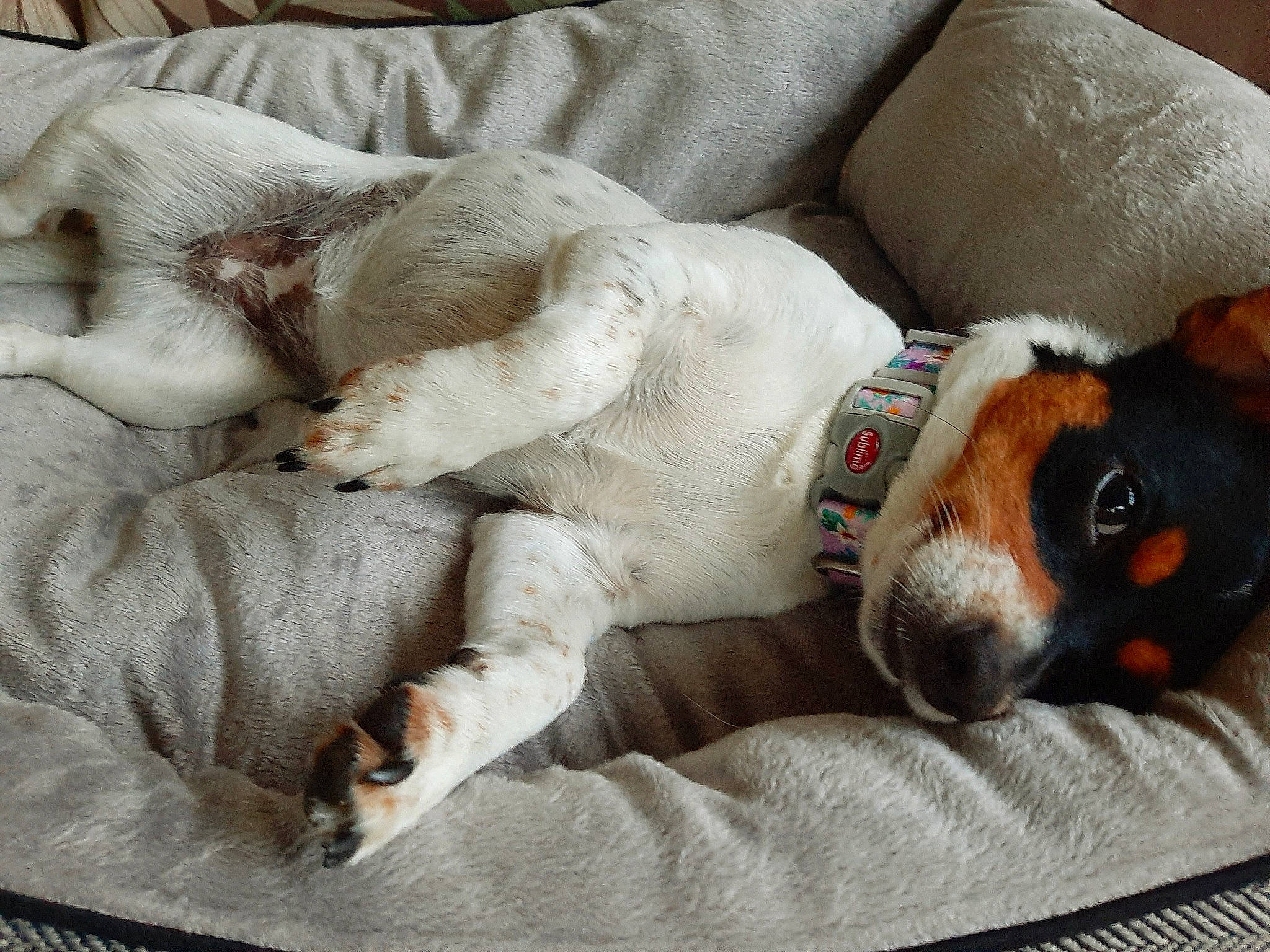 Joy joined the competition — help win amazing prizes! bedding, bedtime, canidae, carnivore, comfort, companion_dog, couch, dog, dog_bed, dog_breed, fawn, felidae, fur, linens, nap, paw, snout, sporting_group, tail, whiskers