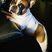 Ruger is registered to the contest to win money with this photo: animal, brown, companion, curious, cute, dog, domestic, ears, floor, french_bulldog, household, indoor, leather, looking, paw, pet, snout, spot, standing, white