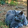 cat, gray_cat, pet, feline, animal, outdoor, garden, backyard, grass, plants, soil, hose, lying_down, sitting, fluffy, whiskers, yellow_eyes, collar, relaxed, portrait