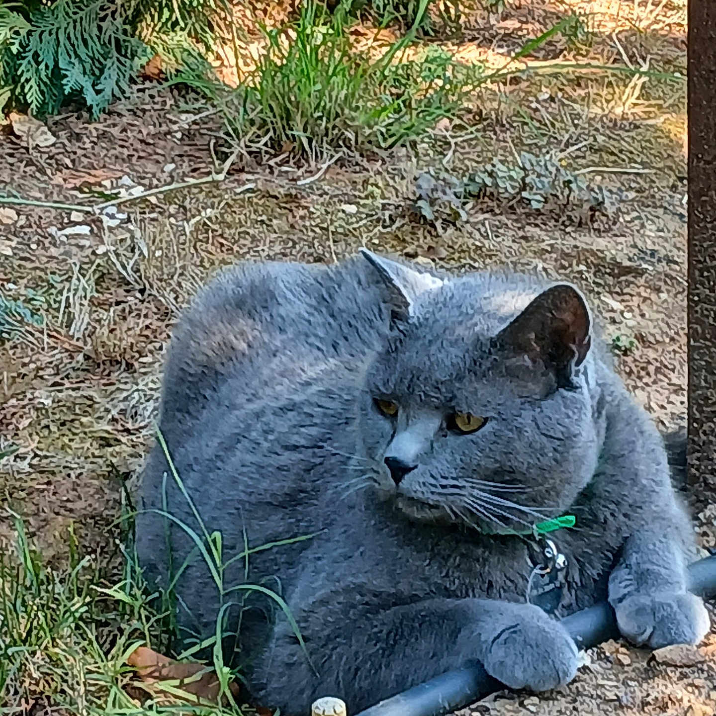 Olaf a rejoint le concours — aidez-le/la à gagner de superbes lots ! cat, gray_cat, pet, feline, animal, outdoor, garden, backyard, grass, plants, soil, hose, lying_down, sitting, fluffy, whiskers, yellow_eyes, collar, relaxed, portrait