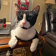 Bella joined the competition — help win amazing prizes! beverage, cat, close_up, couch, ears, furniture, glass_mug, home_decor, indoor, lamp, living_room, nail_polish, nightstand, paws, pink_nose, portrait, relaxed, tuxedo_cat, whiskers, wooden_table