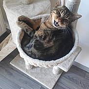 Simba participe au concours pour gagner de l'argent avec cette photo : cat, tabby_cat, cat_tree, cat_hammock, indoor, pet, feline, sleeping, cozy, fur, whiskers, paws, curled_up, happy, animal, wooden_floor, home, relaxed, cute, smiling_cat