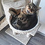 animal, cat, cat_hammock, cat_tree, cozy, curled_up, cute, feline, fur, happy, home, indoor, paws, pet, relaxed, sleeping, smiling_cat, tabby_cat, whiskers, wooden_floor