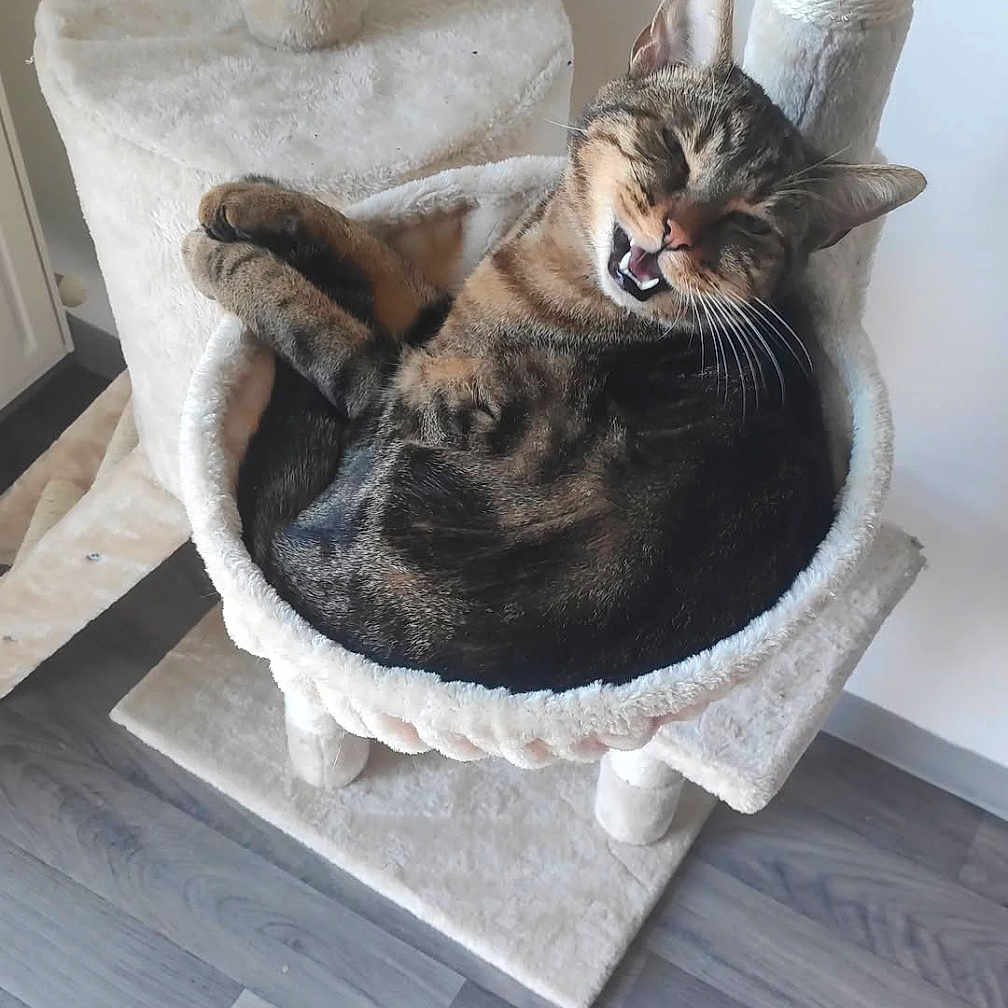 Simba participe au concours pour gagner de l'argent avec cette photo : animal, cat, cat_hammock, cat_tree, cozy, curled_up, cute, feline, fur, happy, home, indoor, paws, pet, relaxed, sleeping, smiling_cat, tabby_cat, whiskers, wooden_floor