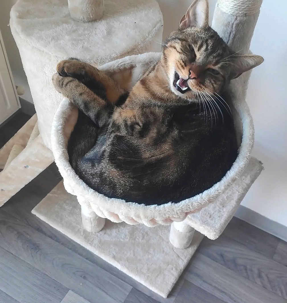 Simba