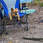 Gracie joined the competition — help win amazing prizes! dog, french_bulldog, camping_chair, outdoor, forest, leaves, stick, animal, pet, nature, blue_chair, resting, canine, summer, daytime, ground, tree, relaxed, seat, woods