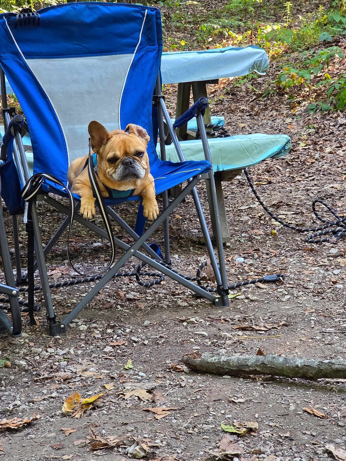 Gracie