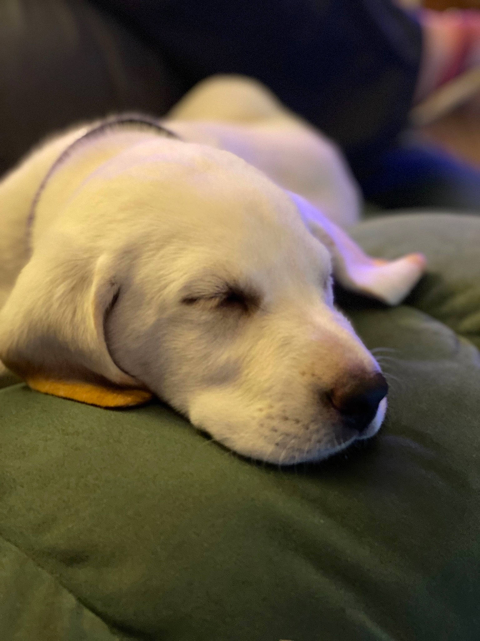 Callie is registered to the contest to win money with this photo: canidae, carnivore, comfort, companion_dog, dog, dog_breed, snout, sporting_group, terrestrial_animal, working_animal, working_dog