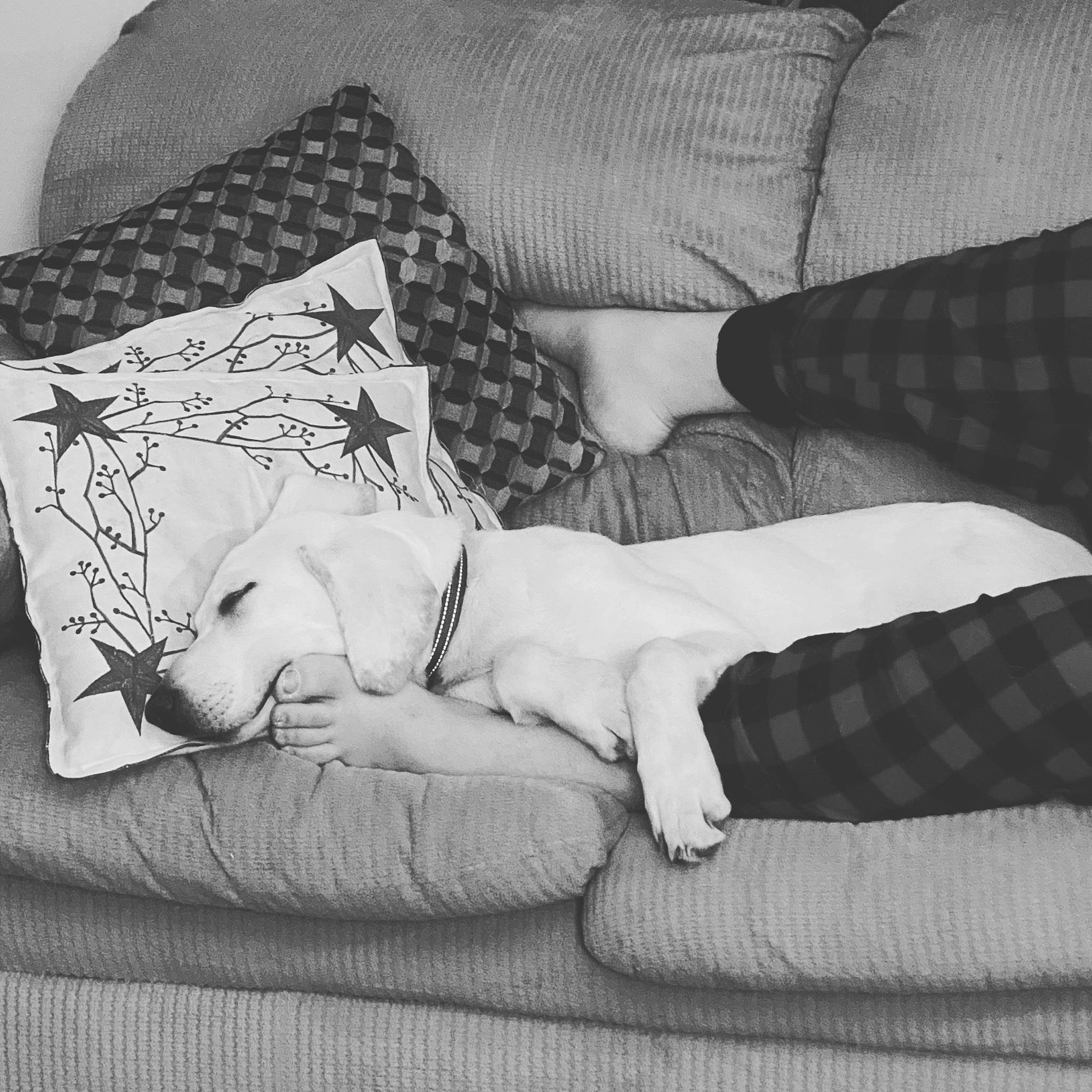 Callie is registered to the contest to win money with this photo: bedtime, canidae, carnivore, comfort, companion_dog, cushion, dog, dog_breed, home_accessories, linens, living_room, nap, non_sporting_group, sleep, slipcover, working_dog