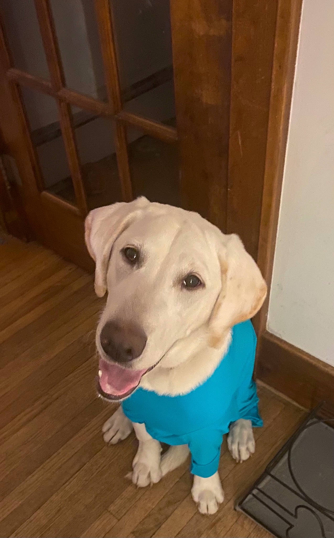 Callie is registered to the contest to win money with this photo: canidae, carnivore, companion_dog, dog, dog_breed, dog_supply, door, fawn, floor, flooring, hardwood, laminate_flooring, pet_supply, retriever, snout, sporting_group, wood, wood_flooring, wood_stain, working_animal