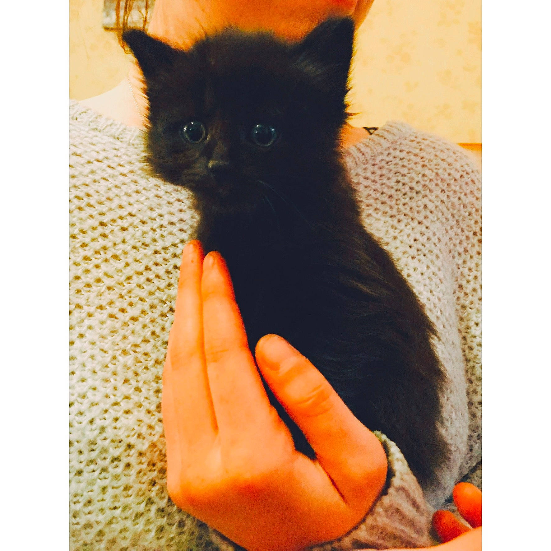 Pégaz a rejoint le concours — aidez-le/la à gagner de superbes lots ! black_cat, bombay, carnivore, cat, domestic_short_haired_cat, felidae, hand, kitten, orange, small_to_medium_sized_cats, tail, whiskers