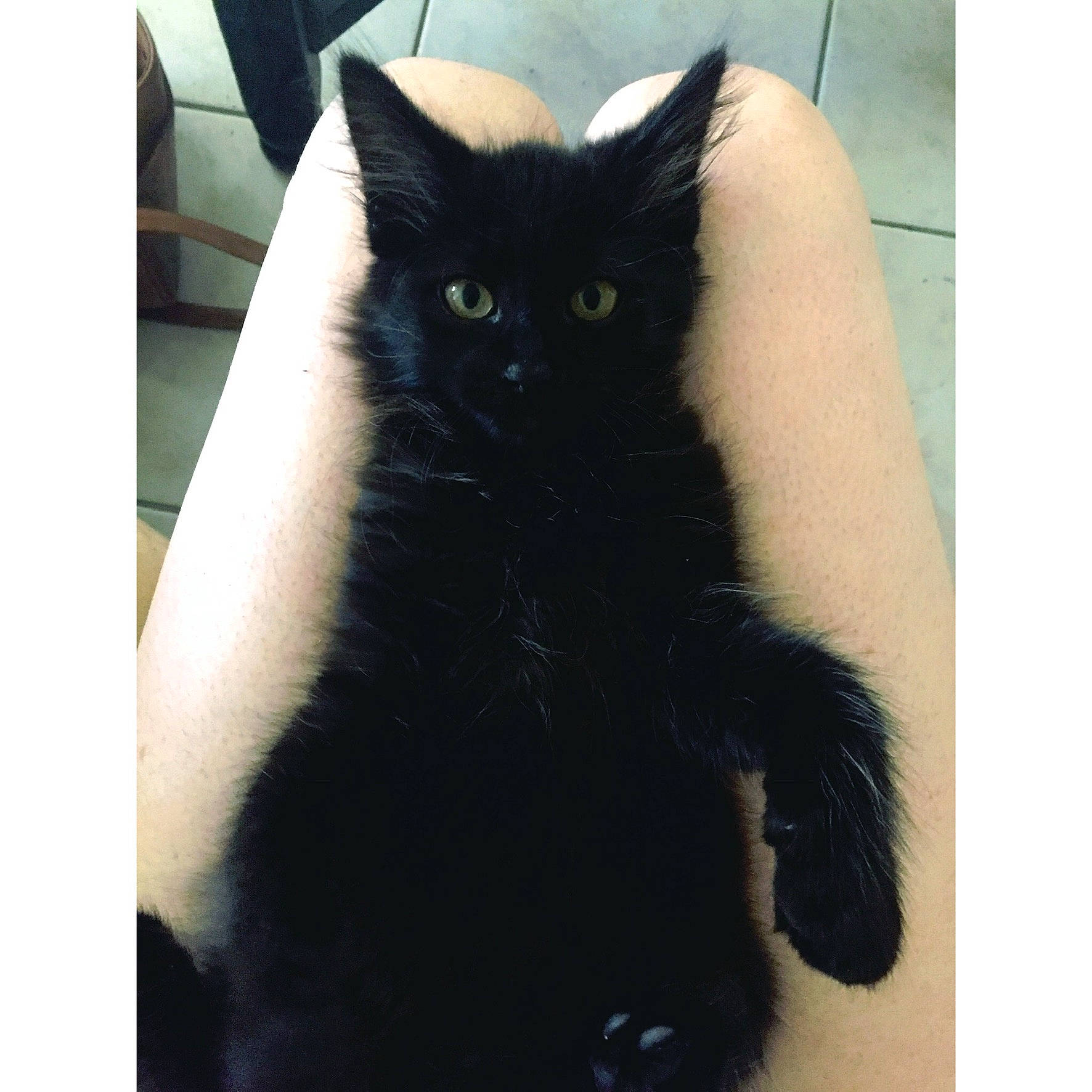 Pégaz a rejoint le concours — aidez-le/la à gagner de superbes lots ! black, black_and_white, black_cat, bombay, carnivore, cat, claw, domestic_long_haired_cat, domestic_short_haired_cat, ear, eye, felidae, fur, kitten, mammal, polydactyl_cat, small_to_medium_sized_cats, tail, turkish_angora, whiskers