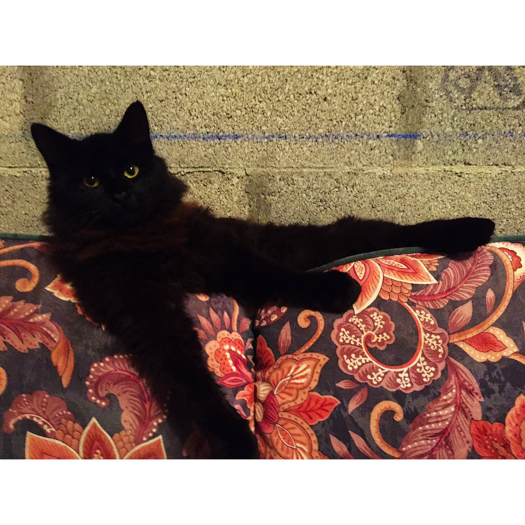 Pégaz a rejoint le concours — aidez-le/la à gagner de superbes lots ! asian, black_cat, bombay, carnivore, cat, design, felidae, fur, kitten, motif, pattern, small_to_medium_sized_cats, tail, whiskers