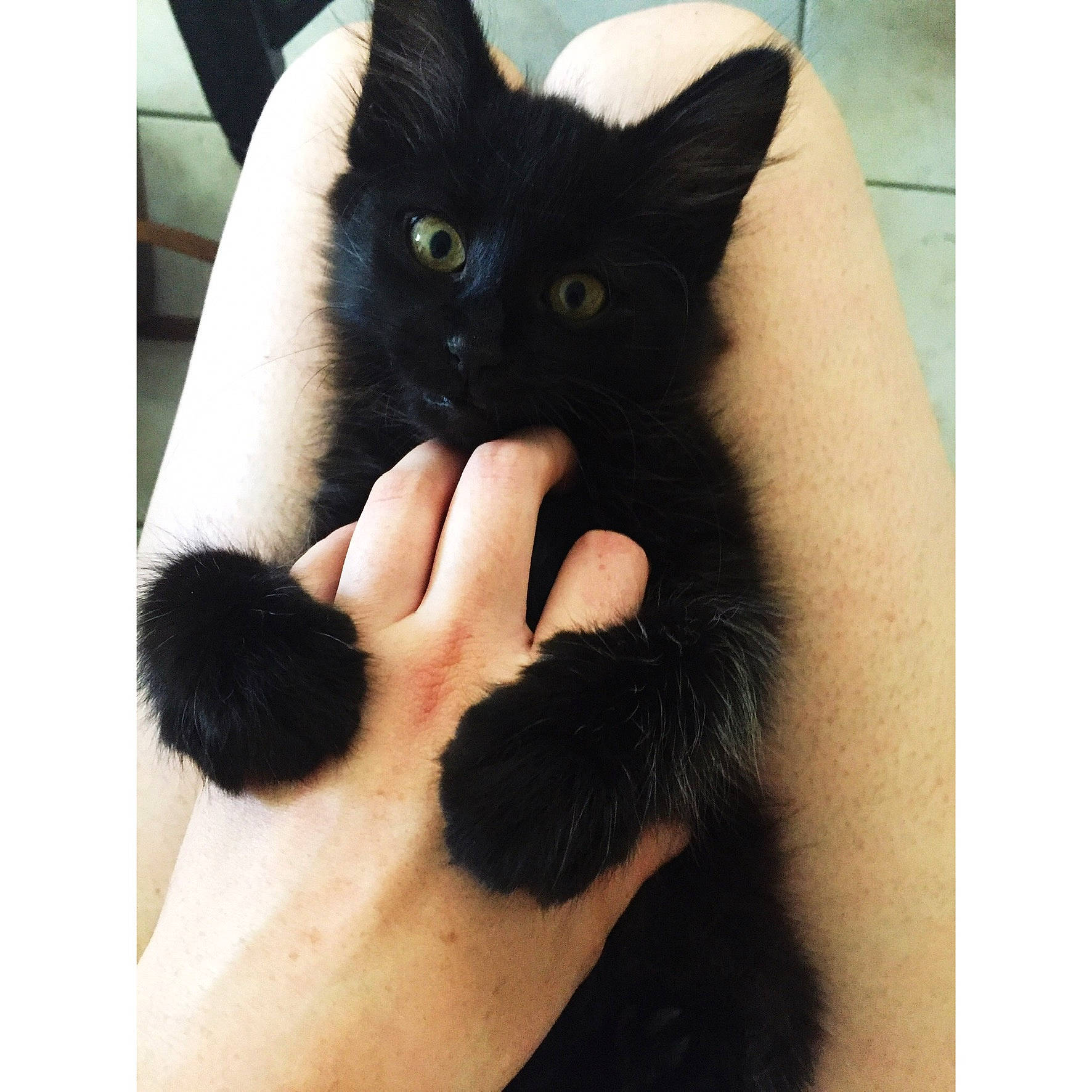 Pégaz participe au concours pour gagner de l'argent avec cette photo : black, black_and_white, black_cat, carnivore, cat, claw, ear, eye, felidae, fur, hand, kitten, mammal, polydactyl_cat, small_to_medium_sized_cats, square, tail, whiskers