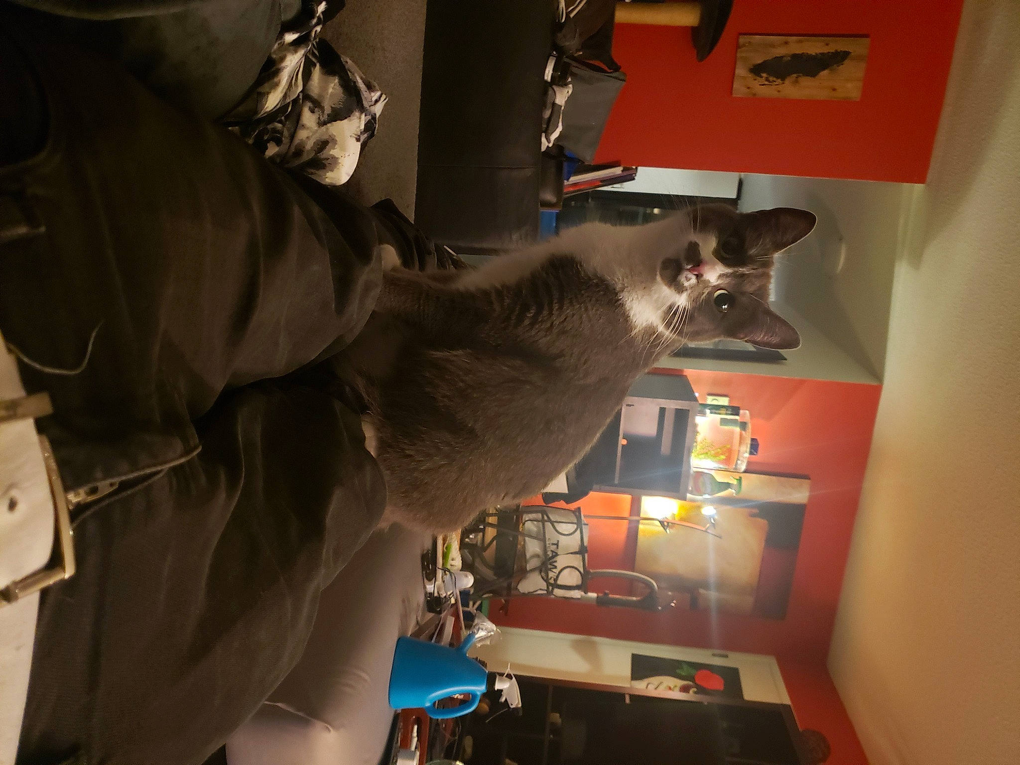 Melinka is registered to the contest to win money with this photo: carnivore, cat, domestic_short_haired_cat, felidae, fur, machine, personal_protective_equipment, room, shelf, small_to_medium_sized_cats, tail, whiskers