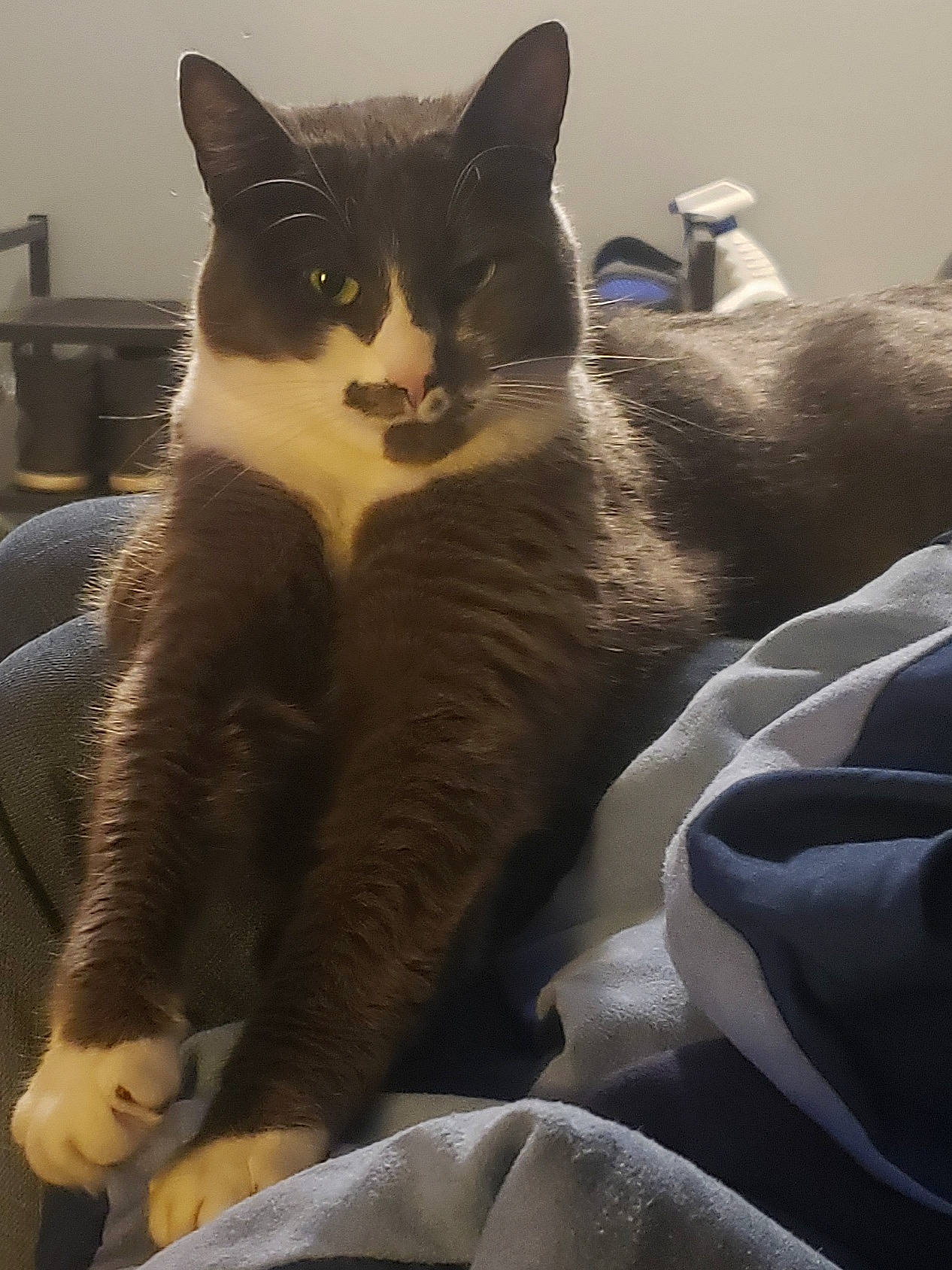 Melinka joined the competition — help win amazing prizes! carnivore, cat, claw, comfort, domestic_short_haired_cat, eye, felidae, fur, grey, head, linens, nap, paw, sitting, small_to_medium_sized_cats, snout, tail, whiskers