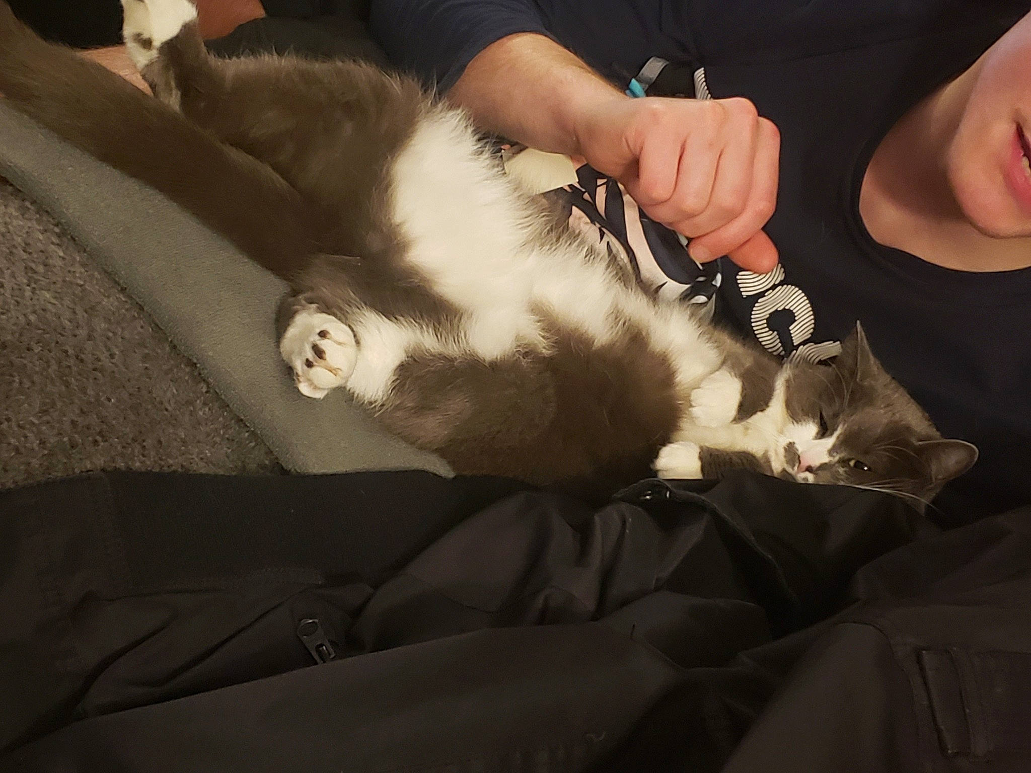 Melinka is registered to the contest to win money with this photo: carnivore, cat, comfort, companion_dog, dog_breed, ear, fawn, felidae, fur, gesture, jaw, lap, leg, nail, small_to_medium_sized_cats, snout, sporting_group, tail, whiskers, wrist