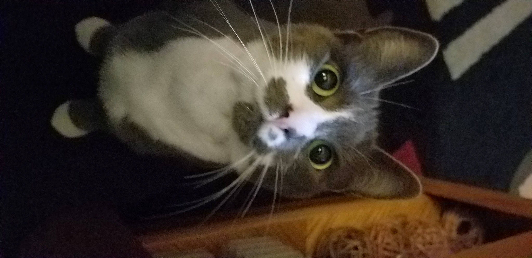 Melinka joined the competition — help win amazing prizes! carnivore, cat, claw, domestic_short_haired_cat, felidae, fur, iris, mammal, paw, pet_supply, small_to_medium_sized_cats, snout, tail, whiskers