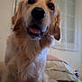 Tobby participe au concours pour gagner de l'argent avec cette photo : dog, golden_retriever, pet, indoor, bed, couch, fur, canine, animal, friendly, tongue_out, eyes, nose, window, blinds, bedding, cozy, home, curious, sitting