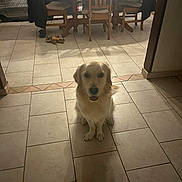 Tobby a rejoint le concours — aidez-le/la à gagner de superbes lots ! dog, golden_retriever, pet, indoor, tile_floor, dining_table, wooden_chairs, shadow, toy, blanket, jacket, home, floor_tiles, animal, sitting, cute, domestic, room, furniture, canine