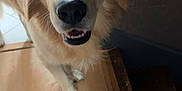 Tobby participe au concours pour gagner de l'argent avec cette photo : dog, golden_retriever, pet, indoor, wooden_floor, stairs, canine, animal, friendly, looking_up, fur, mammal, companion, domestic, closeup, household, cute, curious, portrait, happy