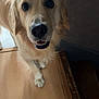 dog, golden_retriever, pet, indoor, wooden_floor, stairs, canine, animal, friendly, looking_up, fur, mammal, companion, domestic, closeup, household, cute, curious, portrait, happy