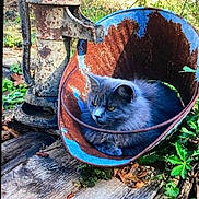 Saddie is registered to the contest to win money with this photo: animal, cat, feline, garden, gray_cat, greenery, leaf, nature, old_water_pump, outdoor, plant, relaxing, resting, rust, rusty_bucket, sunlight, texture, vintage, weathered, wooden_planks
